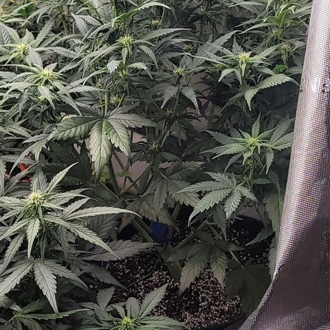 Mimosa Cake Auto growlog timeline photo