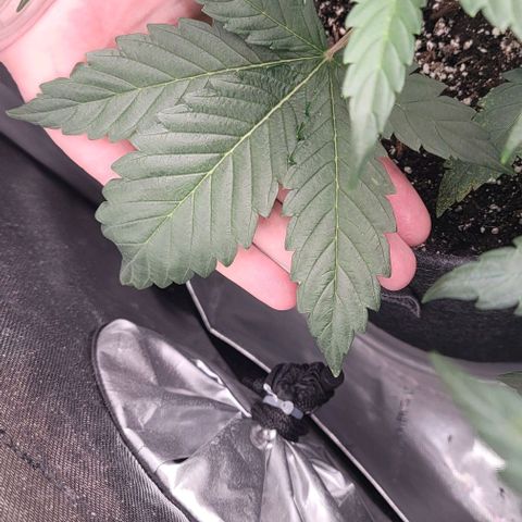 Double grape  growlog timeline photo