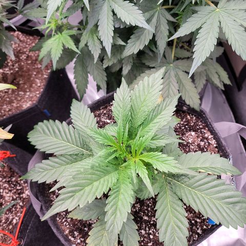 Double grape  growlog timeline photo