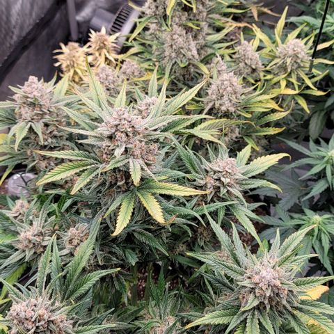 Strawberry Gorilla Auto growlog timeline photo