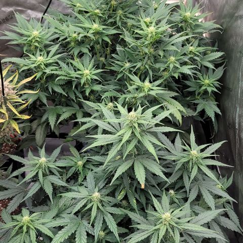 Mimosa Cake Auto growlog timeline photo