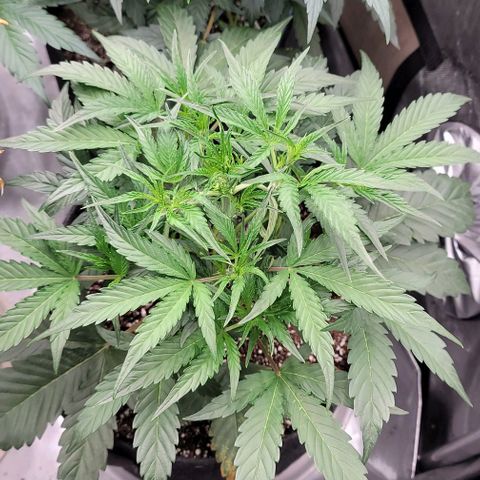 Double grape  growlog timeline photo