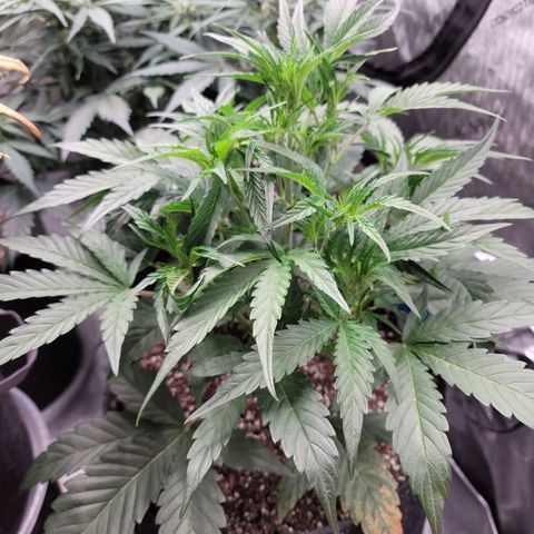 Double grape  growlog timeline photo