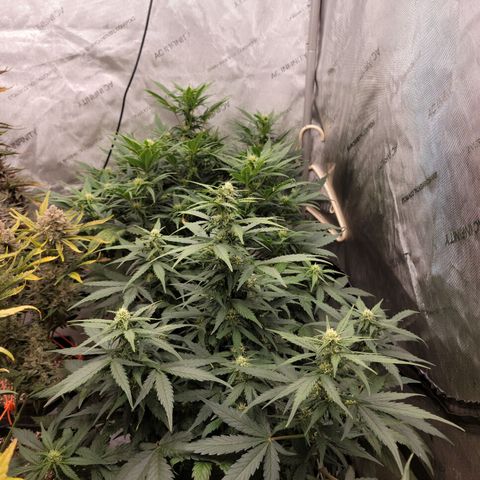 Mimosa Cake Auto growlog timeline photo