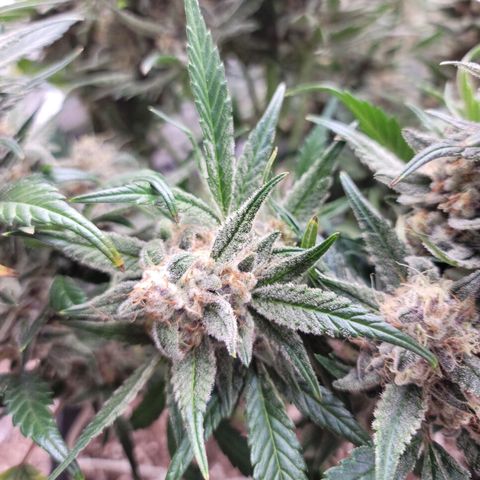 Strawberry Gorilla Auto growlog timeline photo