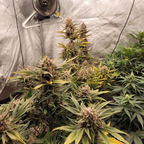 Strawberry Gorilla Auto growlog timeline photo