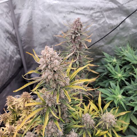 Strawberry Gorilla Auto growlog timeline photo