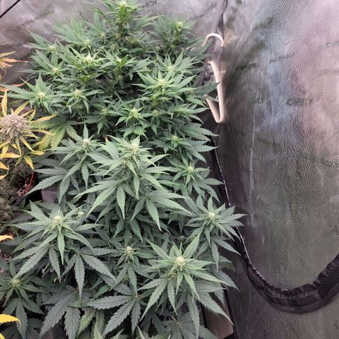 Mimosa Cake Auto growlog timeline photo