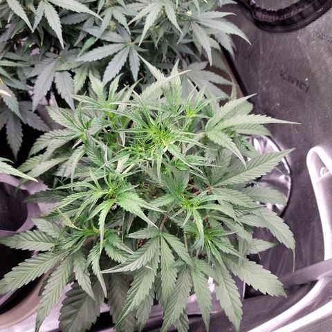 Double grape  growlog timeline photo