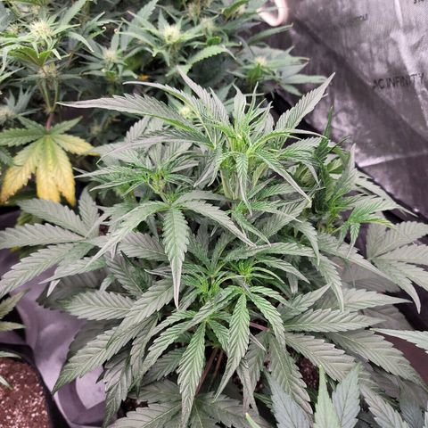 Double grape  growlog timeline photo