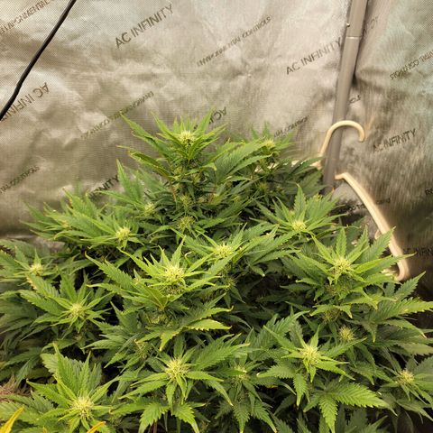 Mimosa Cake Auto growlog timeline photo