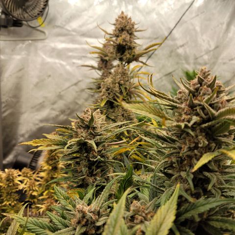 Strawberry Gorilla Auto growlog timeline photo