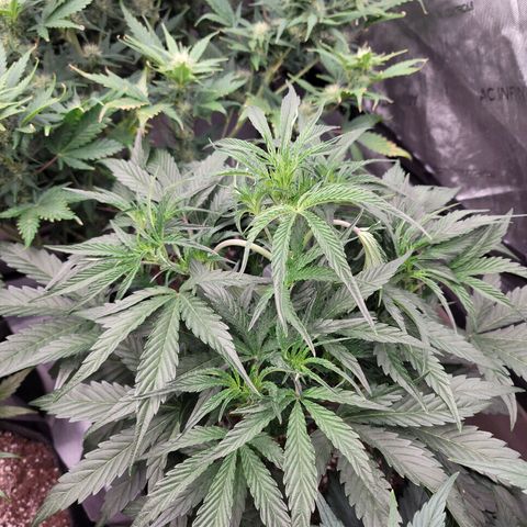 Double grape  growlog timeline photo