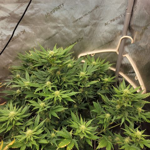 Mimosa Cake Auto growlog timeline photo