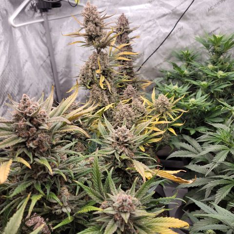 Strawberry Gorilla Auto growlog timeline photo