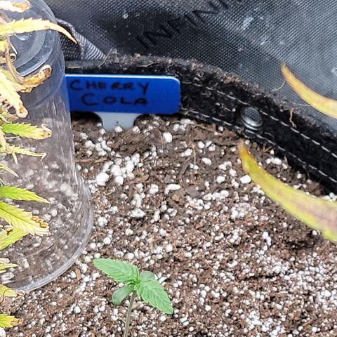 Fastbuds cherry cola growlog timeline photo