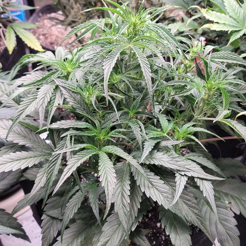 Double grape  growlog timeline photo
