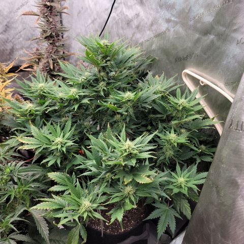 Mimosa Cake Auto growlog timeline photo