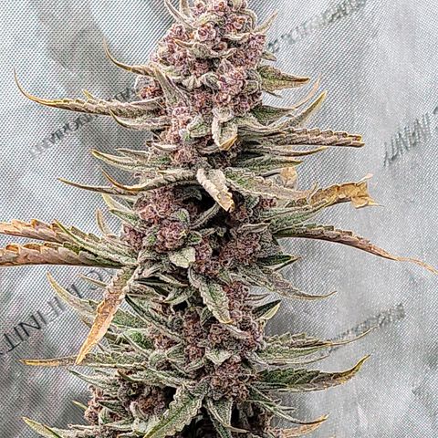 Strawberry Gorilla Auto growlog timeline photo