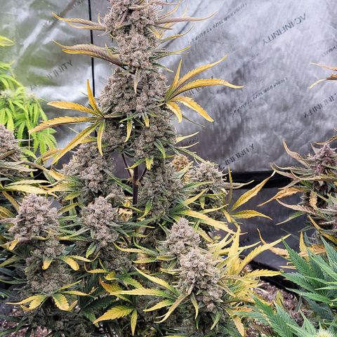 Strawberry Gorilla Auto growlog timeline photo
