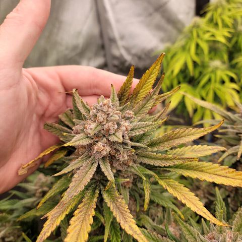 Strawberry Gorilla Auto growlog timeline photo