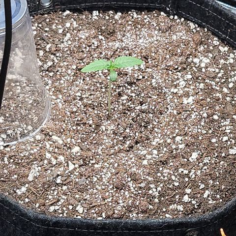 Fastbuds cherry cola growlog timeline photo