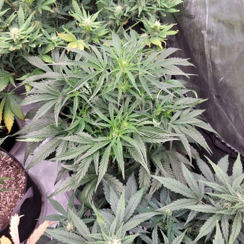 Double grape  growlog timeline photo