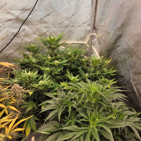 Mimosa Cake Auto growlog timeline photo