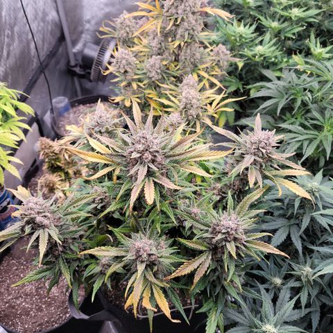 Strawberry Gorilla Auto growlog timeline photo