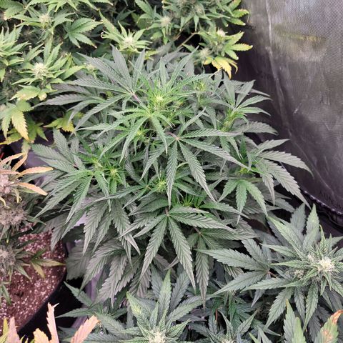 Double grape  growlog timeline photo