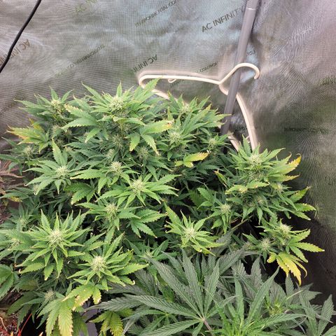 Mimosa Cake Auto growlog timeline photo