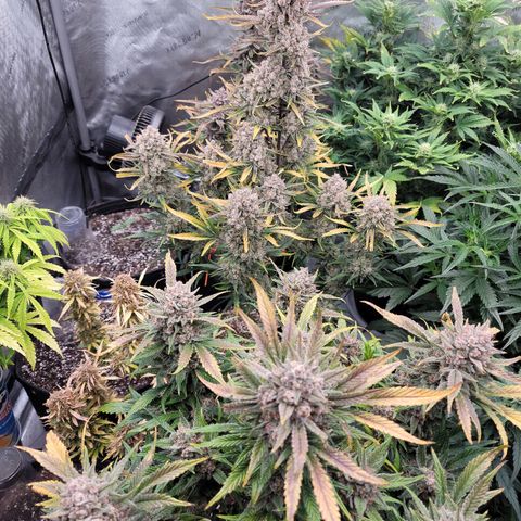 Strawberry Gorilla Auto growlog timeline photo