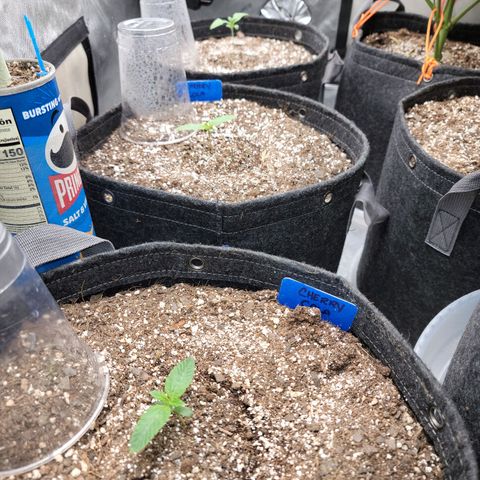 Fastbuds cherry cola growlog timeline photo