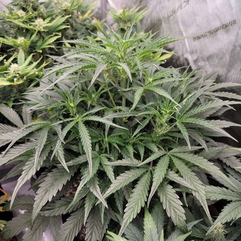 Double grape  growlog timeline photo