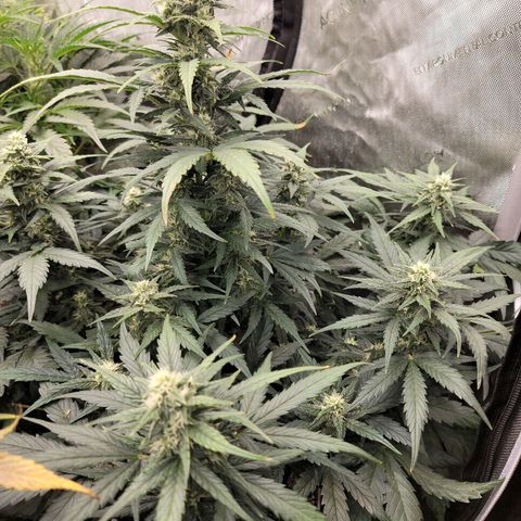 Mimosa Cake Auto growlog timeline photo