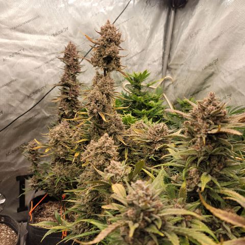 Strawberry Gorilla Auto growlog timeline photo