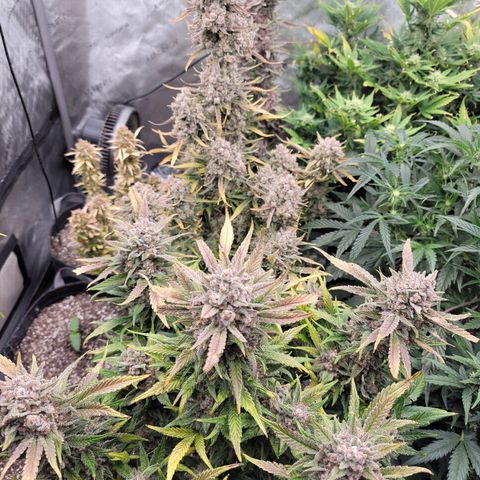 Strawberry Gorilla Auto growlog timeline photo