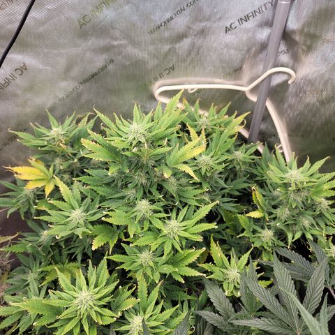 Mimosa Cake Auto growlog timeline photo