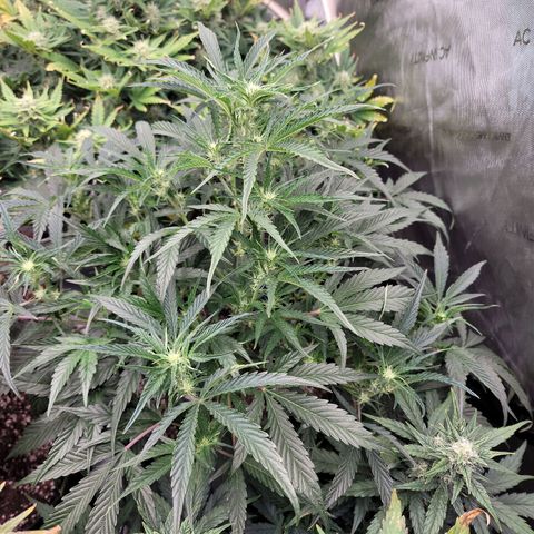 Double grape  growlog timeline photo