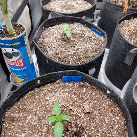 Fastbuds cherry cola growlog timeline photo