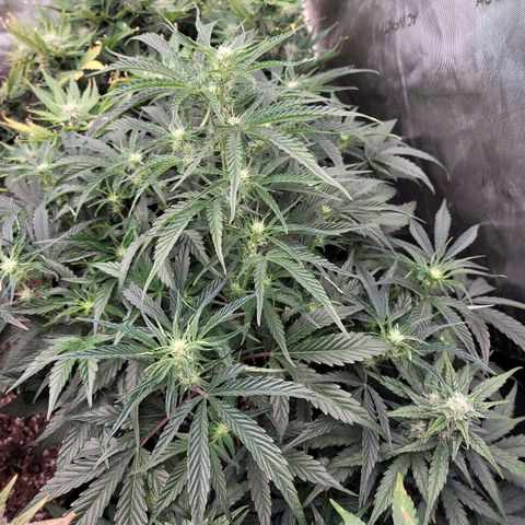 Double grape  growlog timeline photo