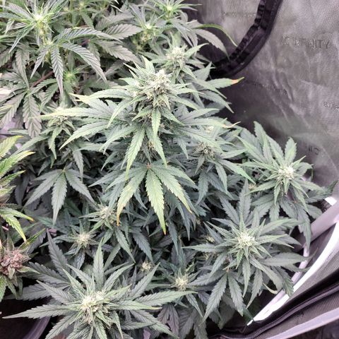 Mimosa Cake Auto growlog timeline photo