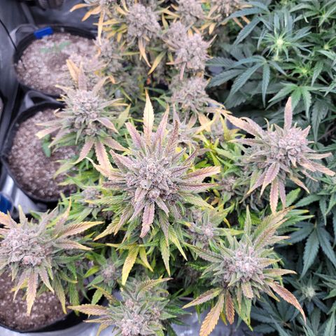 Strawberry Gorilla Auto growlog timeline photo