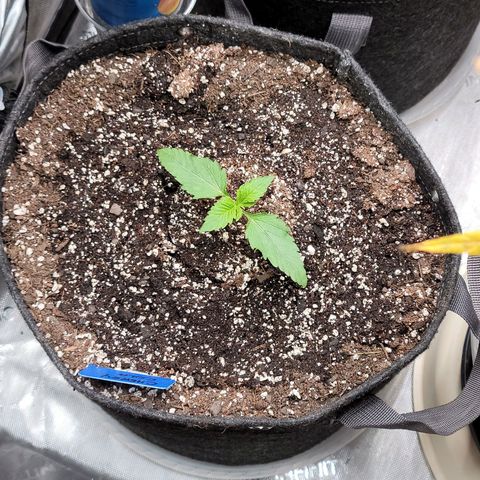 Fastbuds cherry cola growlog timeline photo