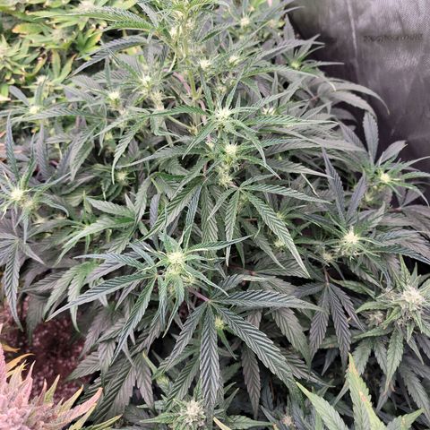 Double grape  growlog timeline photo