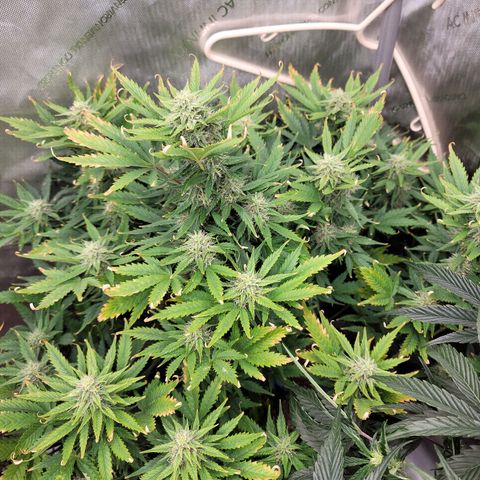 Mimosa Cake Auto growlog timeline photo