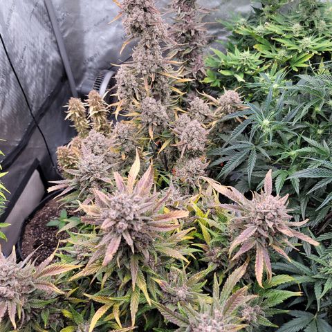 Strawberry Gorilla Auto growlog timeline photo