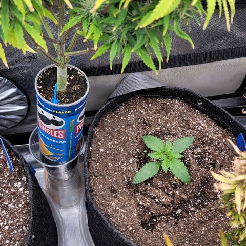 Fastbuds cherry cola growlog timeline photo