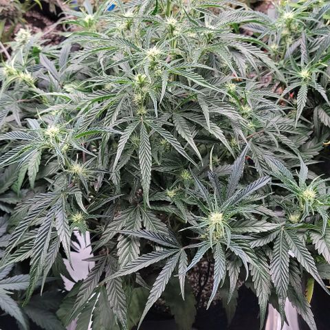 Double grape  growlog timeline photo