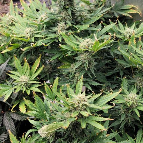 Mimosa Cake Auto growlog timeline photo